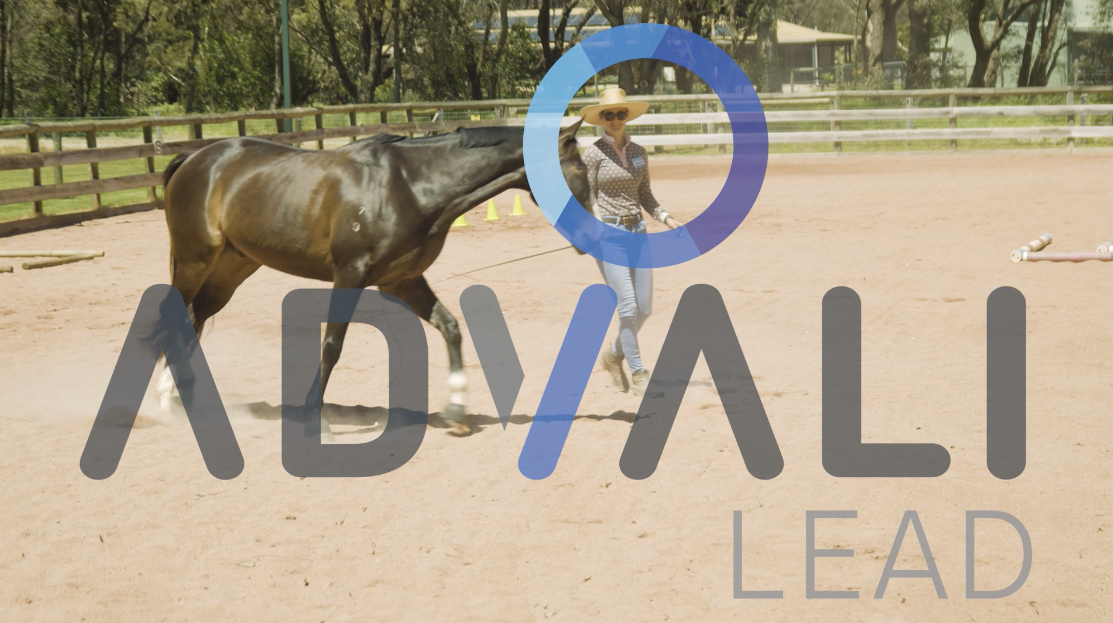Advali lead horse promo